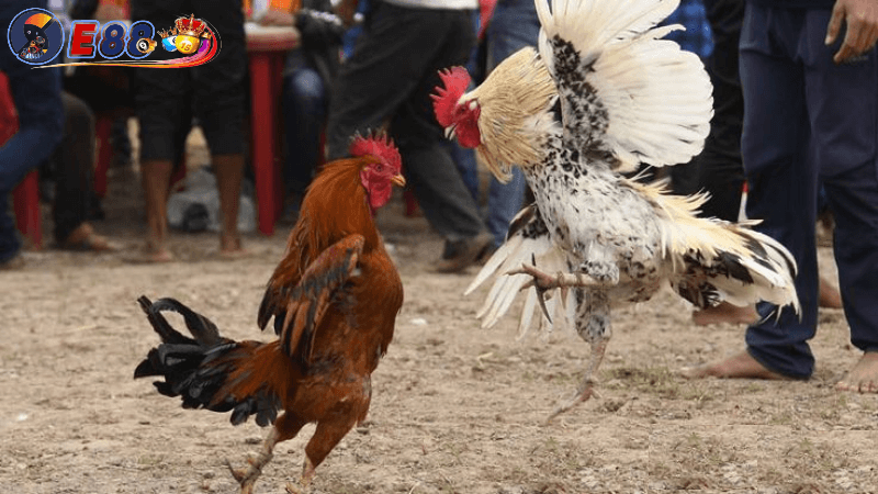 Kinh nghiệm nuôi gà cựa dao